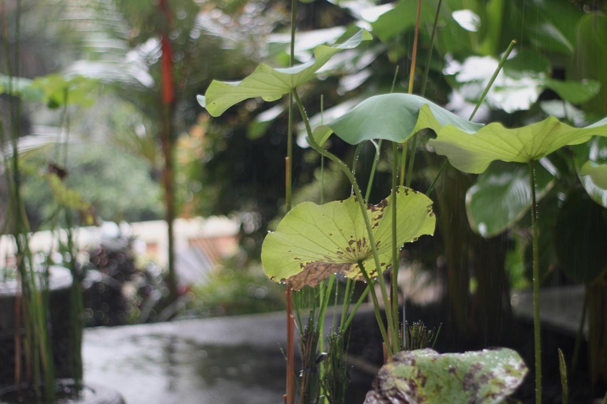 Hanaka Riverside Ubud מראה חיצוני תמונה