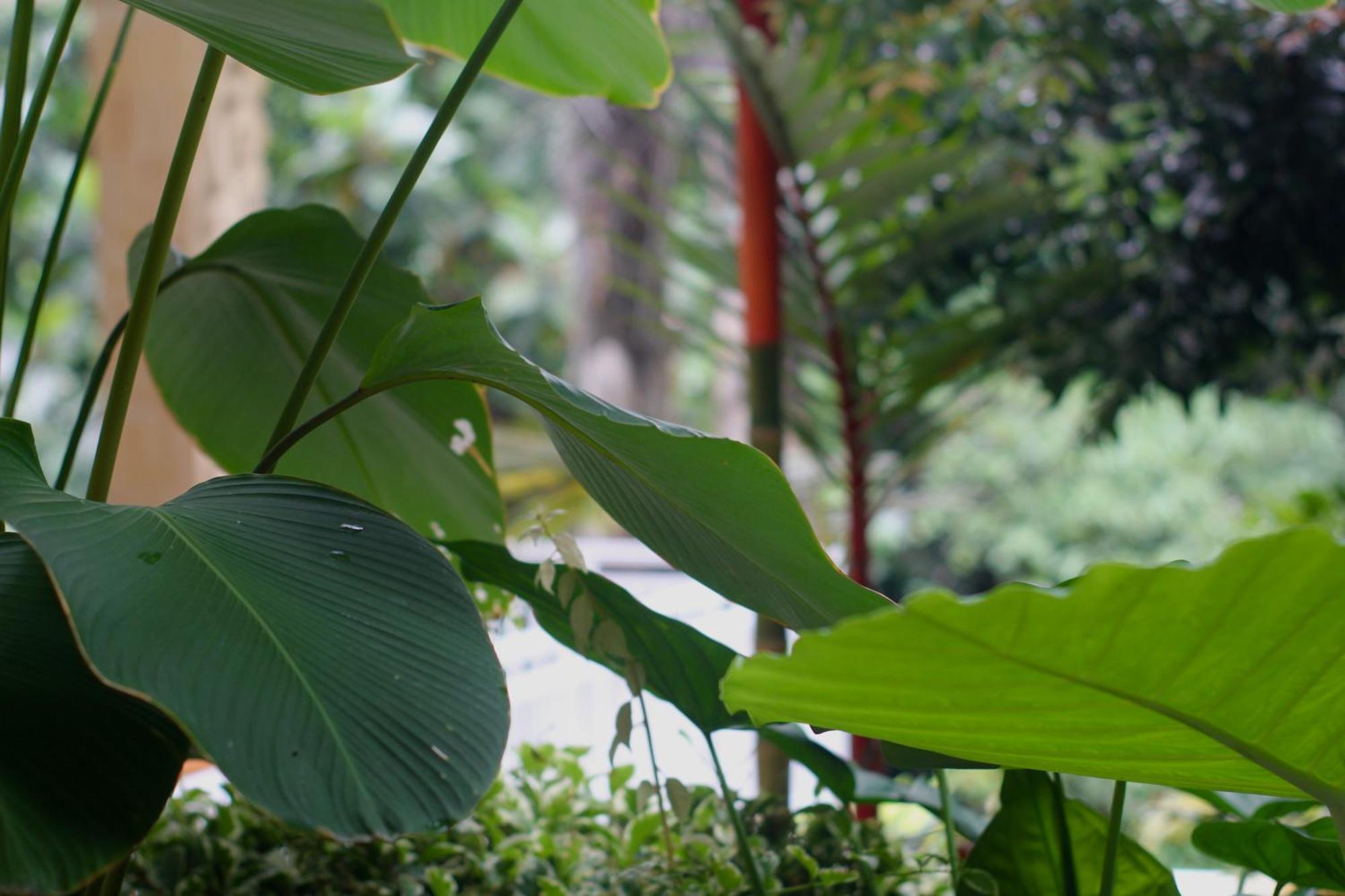 Hanaka Riverside Ubud מראה חיצוני תמונה